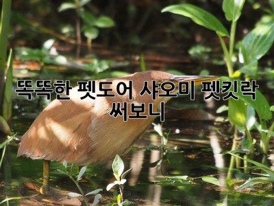 똑똑한 펫도어🚪 샤오미 펫킷락 써보니 ✨